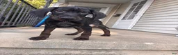 Mixed Breed dogs for sale: Slade - Ad 5