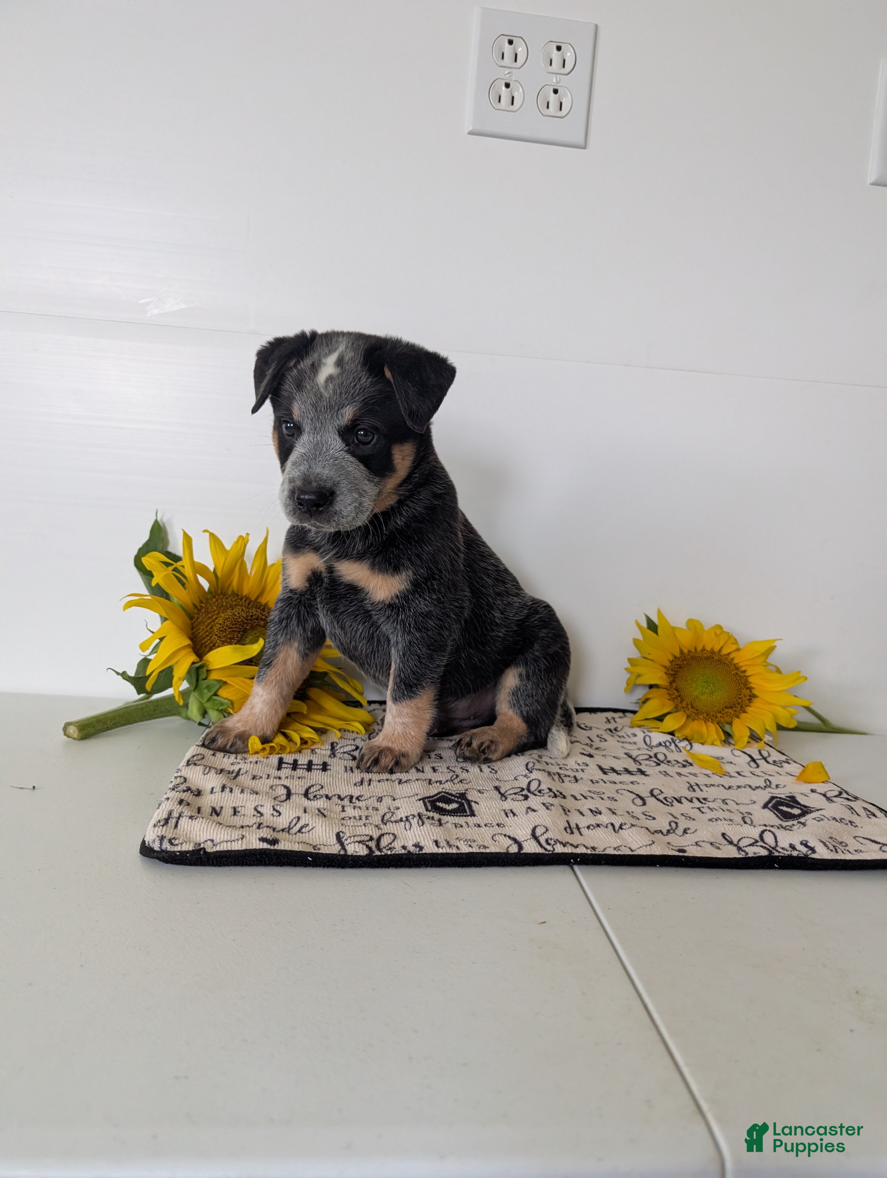 Australian Cattle Dog dogs Jack  - Ad 2