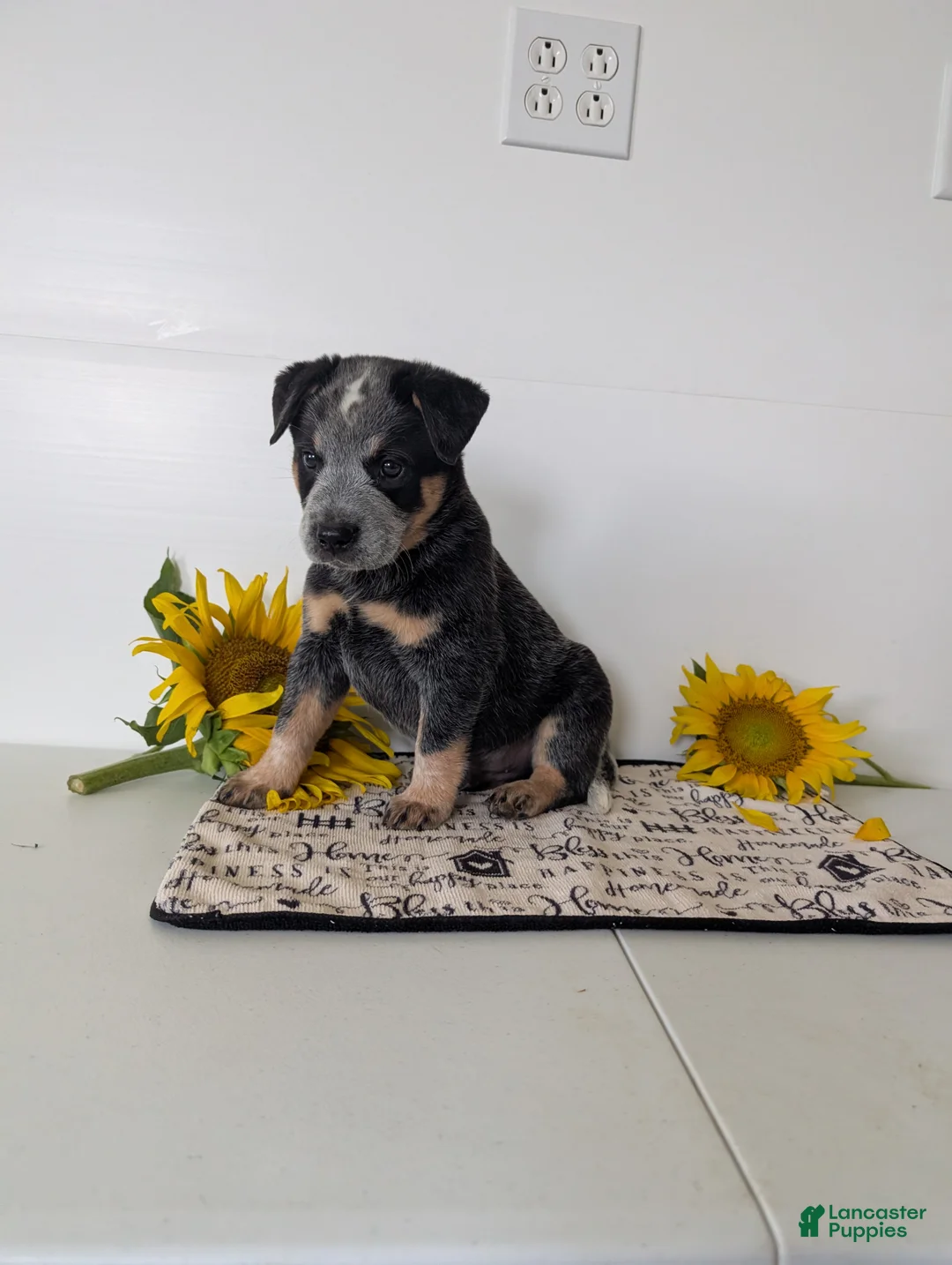 Australian Cattle Dog dogs for sale: Jack  - Ad 2