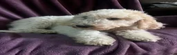 Goldendoodle dogs for sale: Brownie male - Ad 6