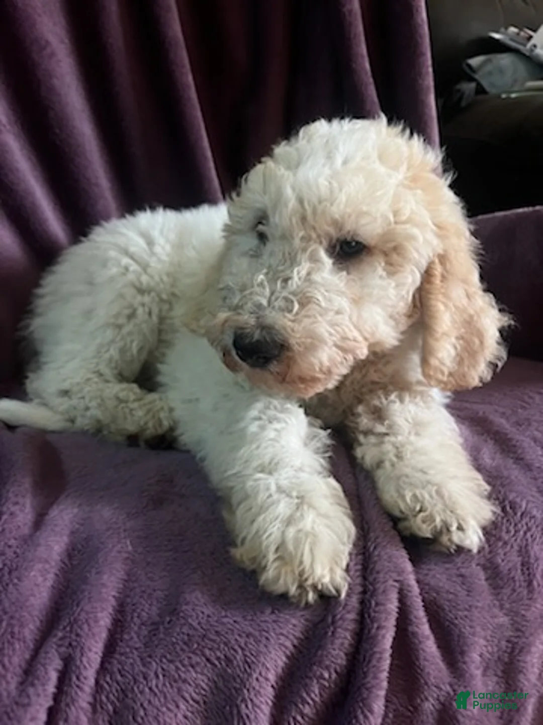 Goldendoodle dogs for sale: Brownie male - Ad 6