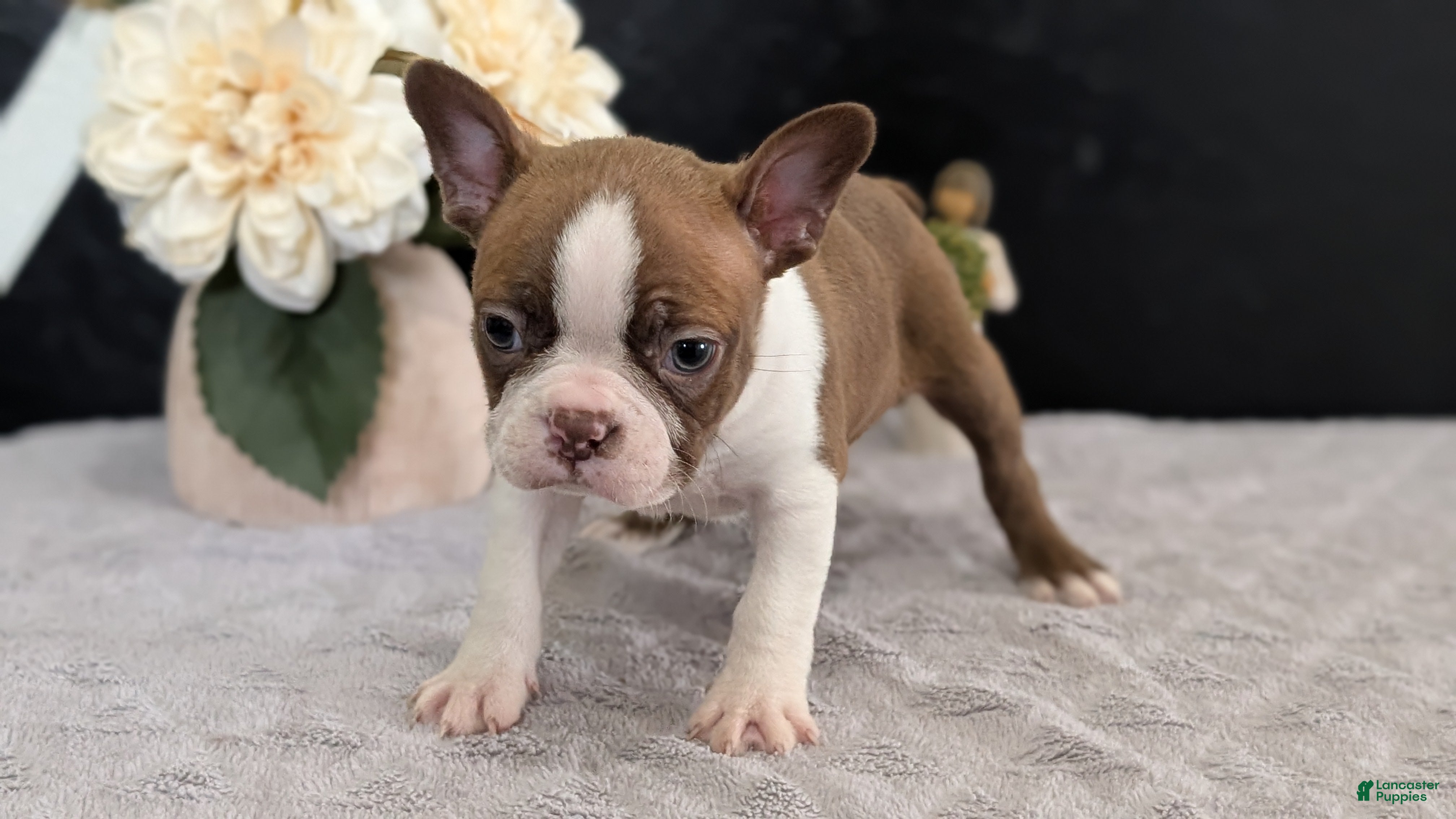 Boston Terrier dogs Max - Ad 2