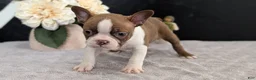 Boston Terrier dogs for sale: Max - Ad 2
