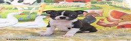 Boston Terrier dogs for sale: Roxie - Ad 1