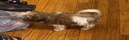 Malshi dogs for sale: Bella - Ad 8