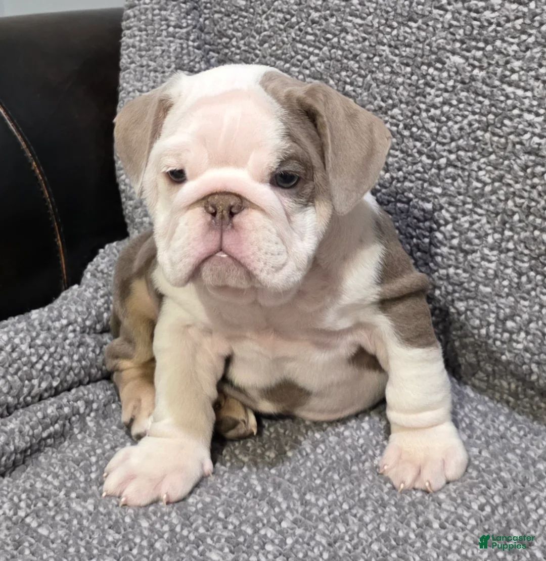English Bulldog dogs for sale: Brewster - Ad 3