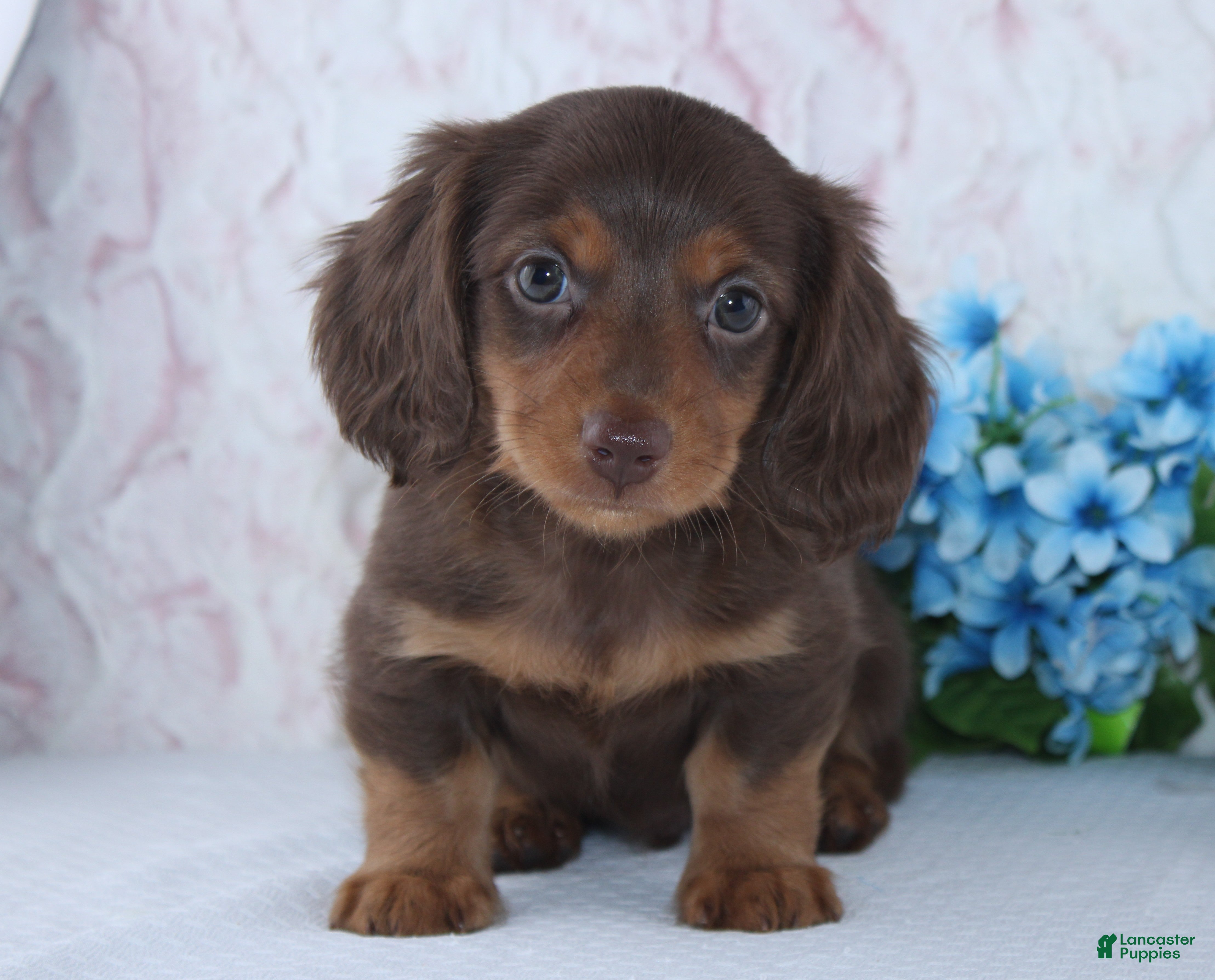Miniature Dachshund dogs Felix - Ad 2