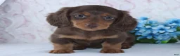Miniature Dachshund dogs for sale: Felix - Ad 2