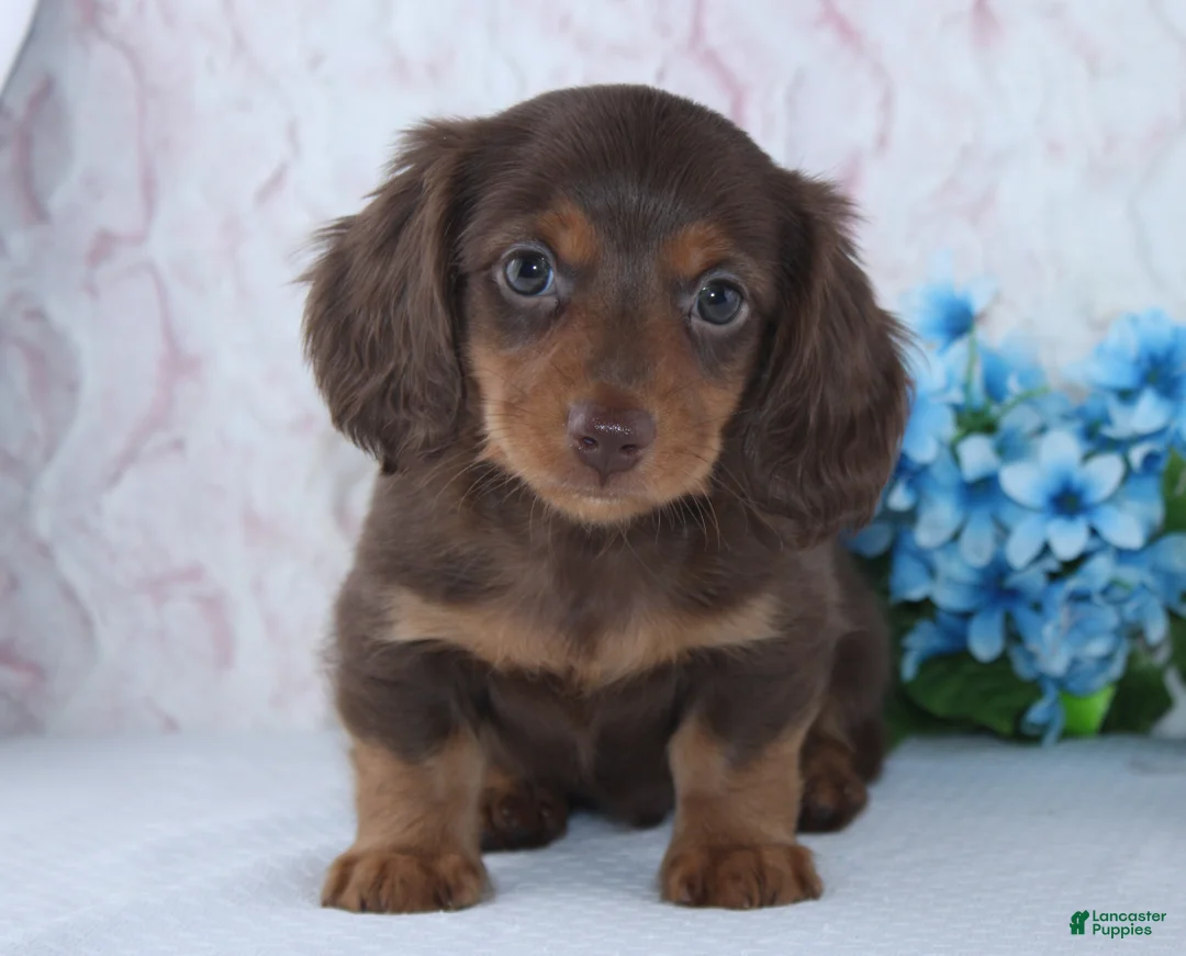 Miniature Dachshund dogs for sale: Felix - Ad 2