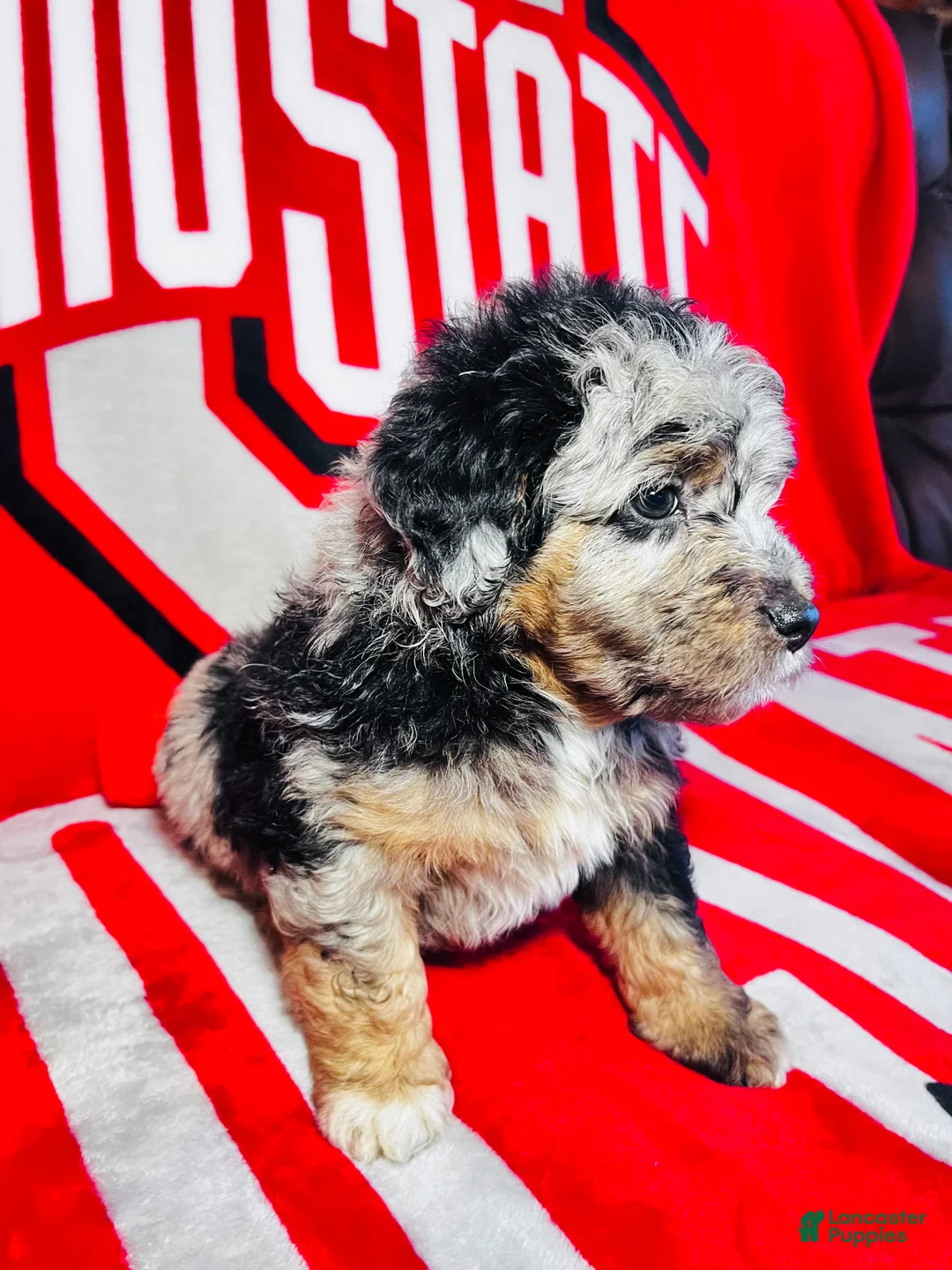 Mini Aussiedoodle dogs for sale: Chase-Merle - Ad 2