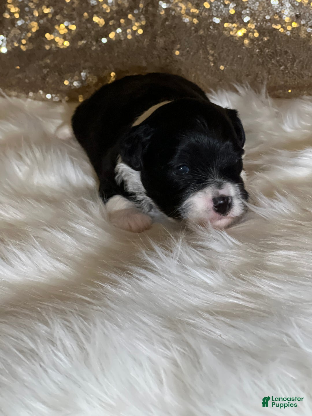 Havanese dogs for sale: Domeno - Ad 5