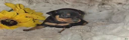 Miniature Pinscher dogs for sale: AKC Roo black rust - Ad 4