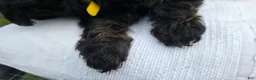 Yorkiepoo dogs for sale: Yorkiepoo Yellow Collar Female 💛 - Ad 7