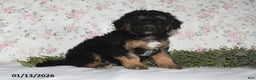 Mini Aussiedoodle dogs for sale: Asher - Ad 5