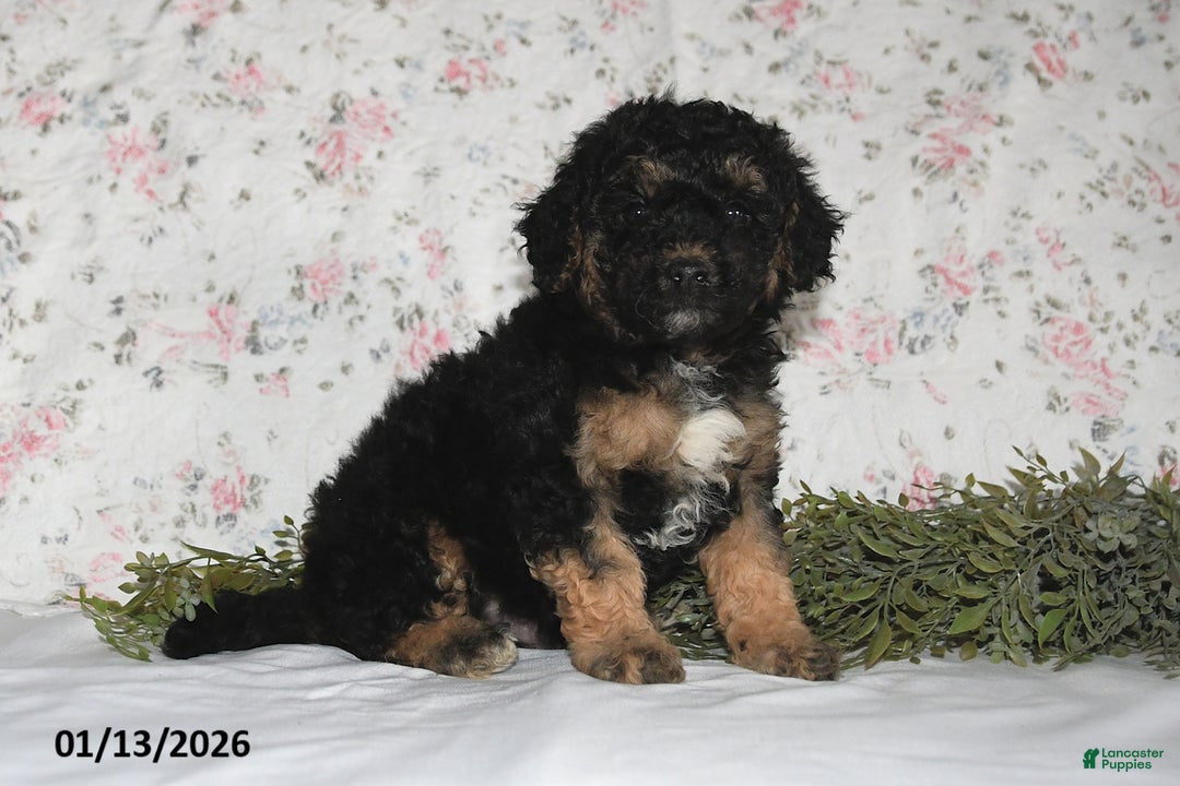 Mini Aussiedoodle dogs for sale: Asher - Ad 5