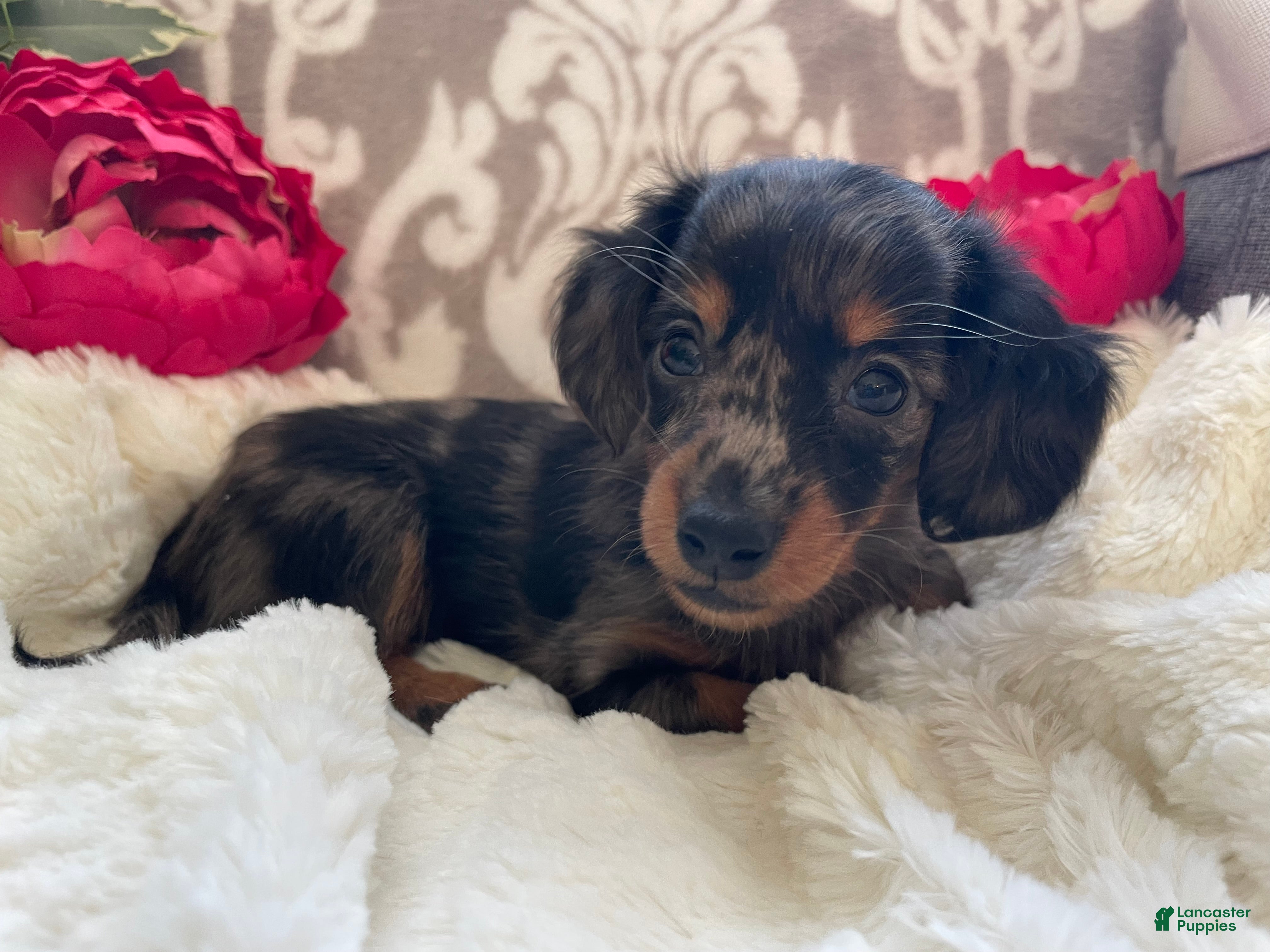 Miniature Dachshund dogs Crystal - Ad 2