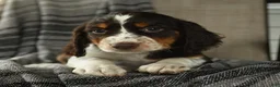 English Springer Spaniel dogs for sale: Edge - Ad 2