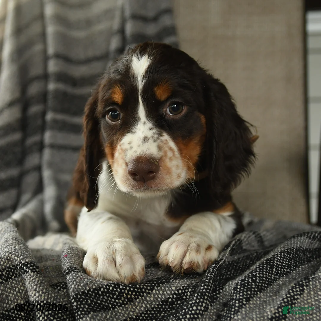 English Springer Spaniel dogs for sale: Edge - Ad 2