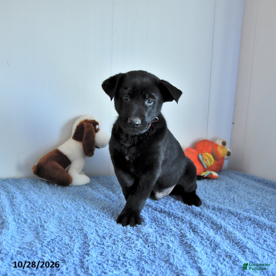 Belgian Malinois dogs for sale: Axel - Ad 2