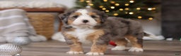 Mini Bernedoodle dogs for sale: Ollie - Ad 5