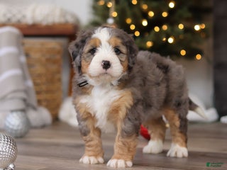 Mini Bernedoodle dogs Ollie - Ad 19