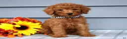 Goldendoodle dogs for sale: Ollie  - Ad 3