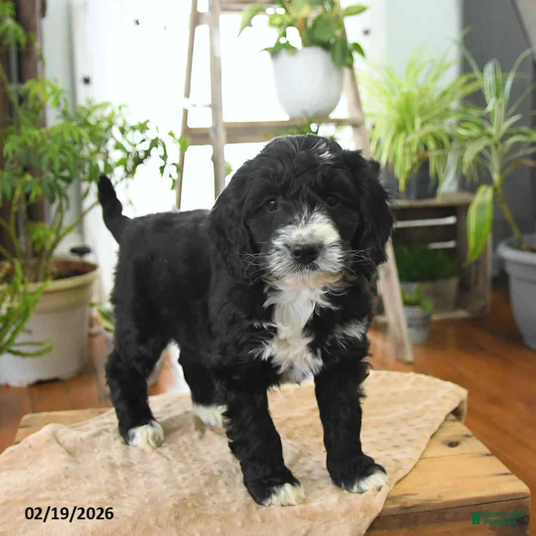 Bernedoodle dogs for sale: Leo - Ad 3