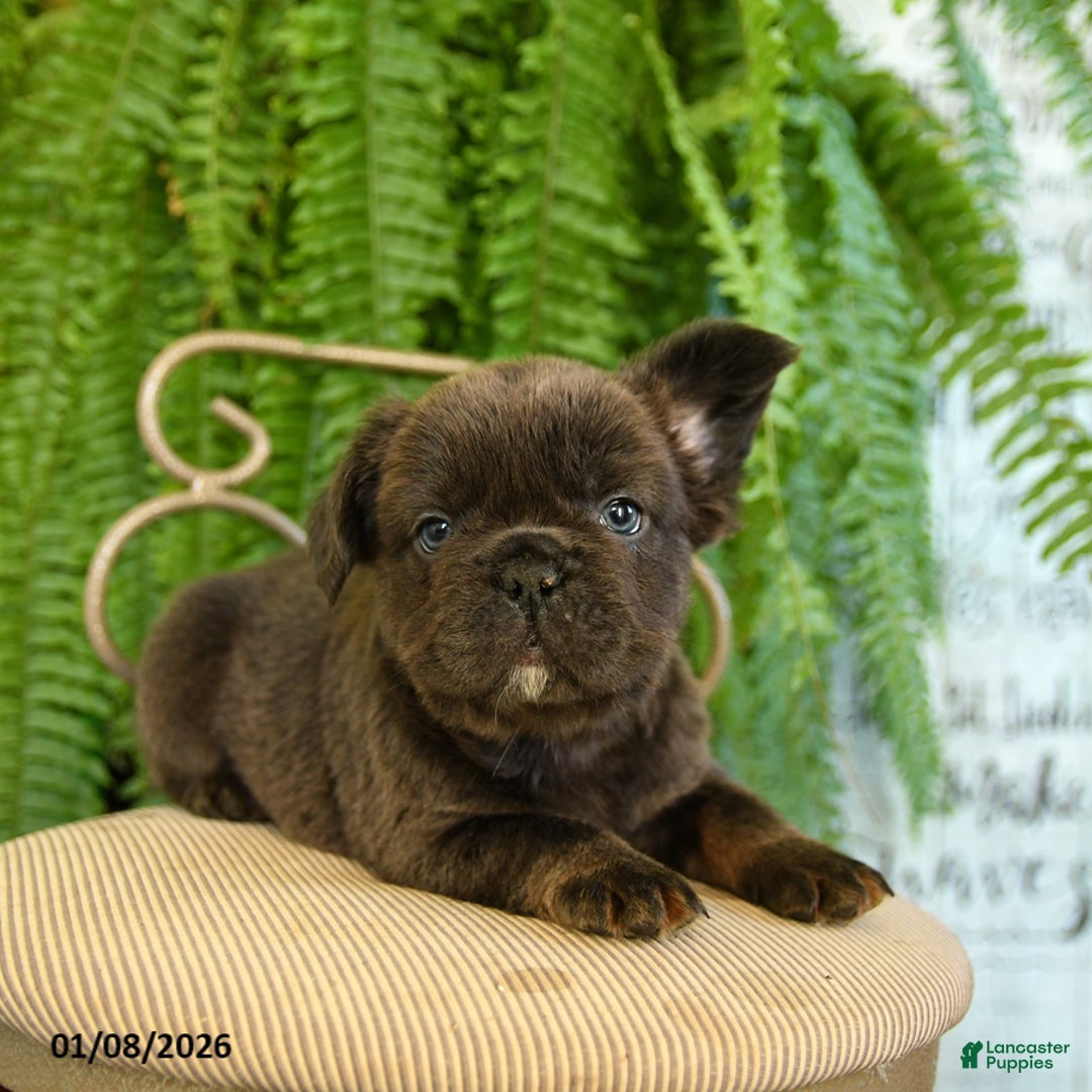 French Bulldog dogs for sale: Toby - Ad 1