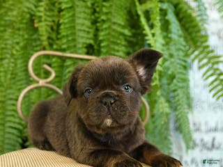 French Bulldog dogs for sale: Toby - Ad 1