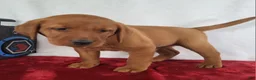 Labrador Retriever dogs for sale: Blaze - Ad 4