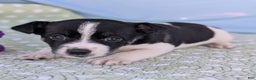 Rat Terrier dogs for sale: Pepper - Ad 9
