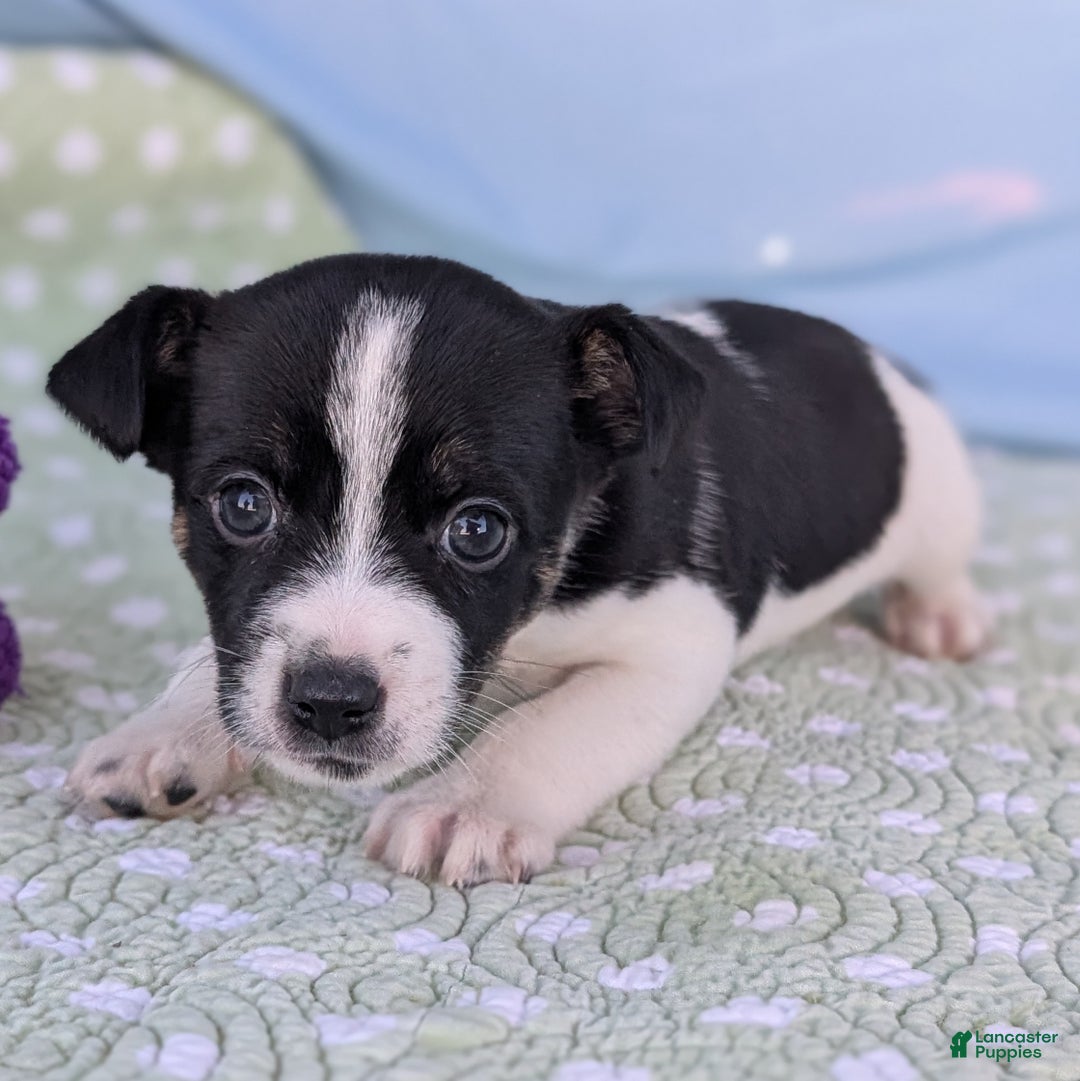 Rat Terrier dogs for sale: Pepper - Ad 9