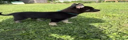 Gerberian Shepsky dogs for sale: Athena - Ad 2