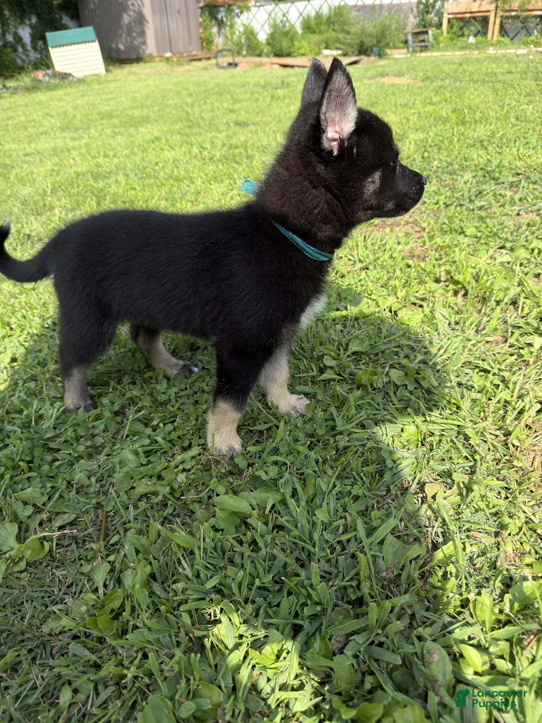 Gerberian Shepsky dogs for sale: Athena - Ad 2