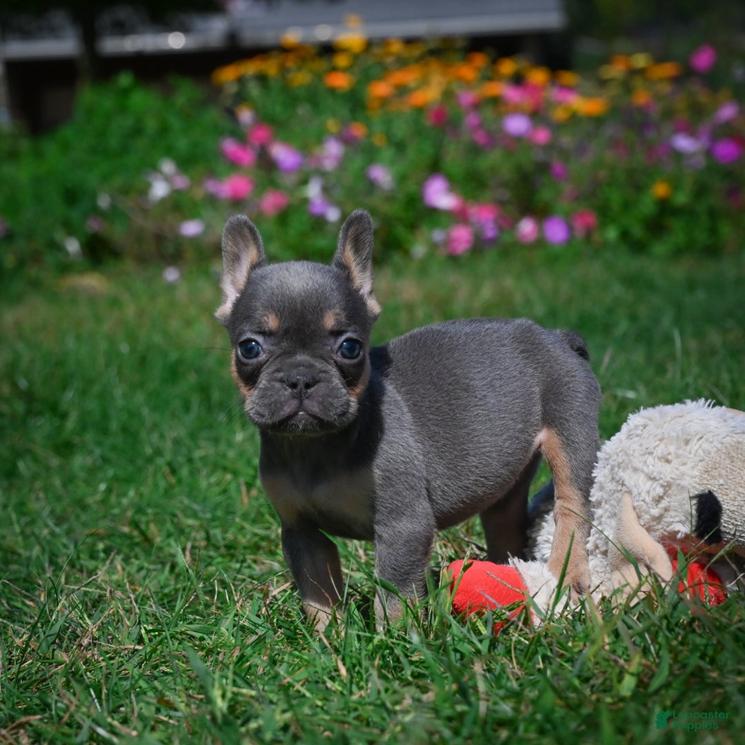 French Bulldog dogs for sale: Carrissa - Ad 5
