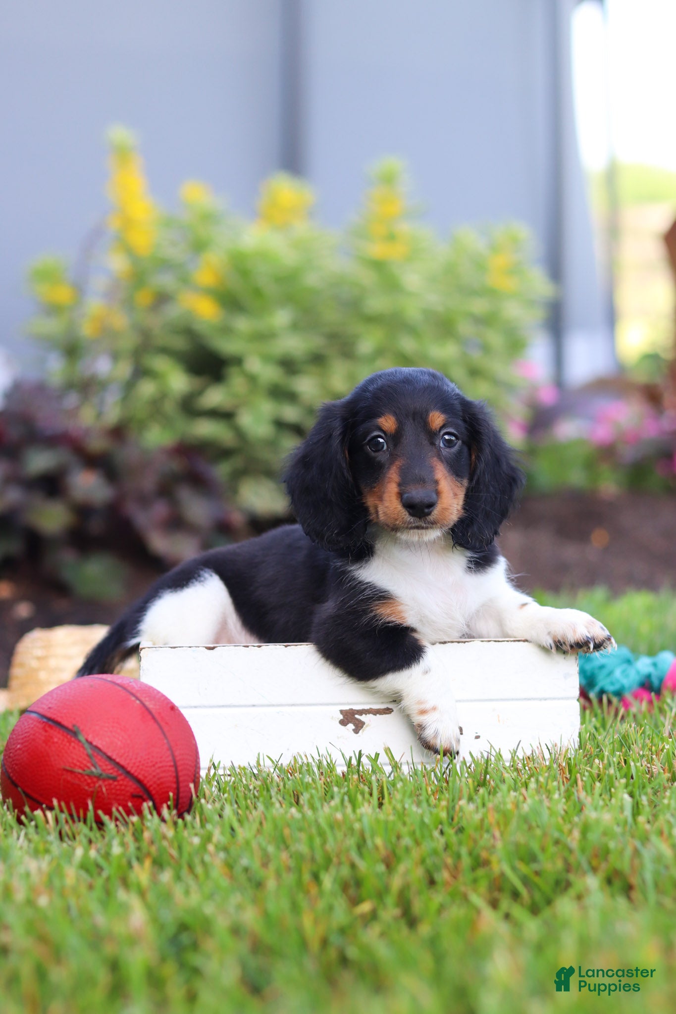 Miniature Dachshund dogs for sale: Hudson - Ad 2