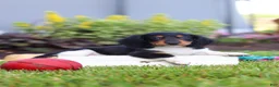 Miniature Dachshund dogs for sale: Hudson - Ad 1