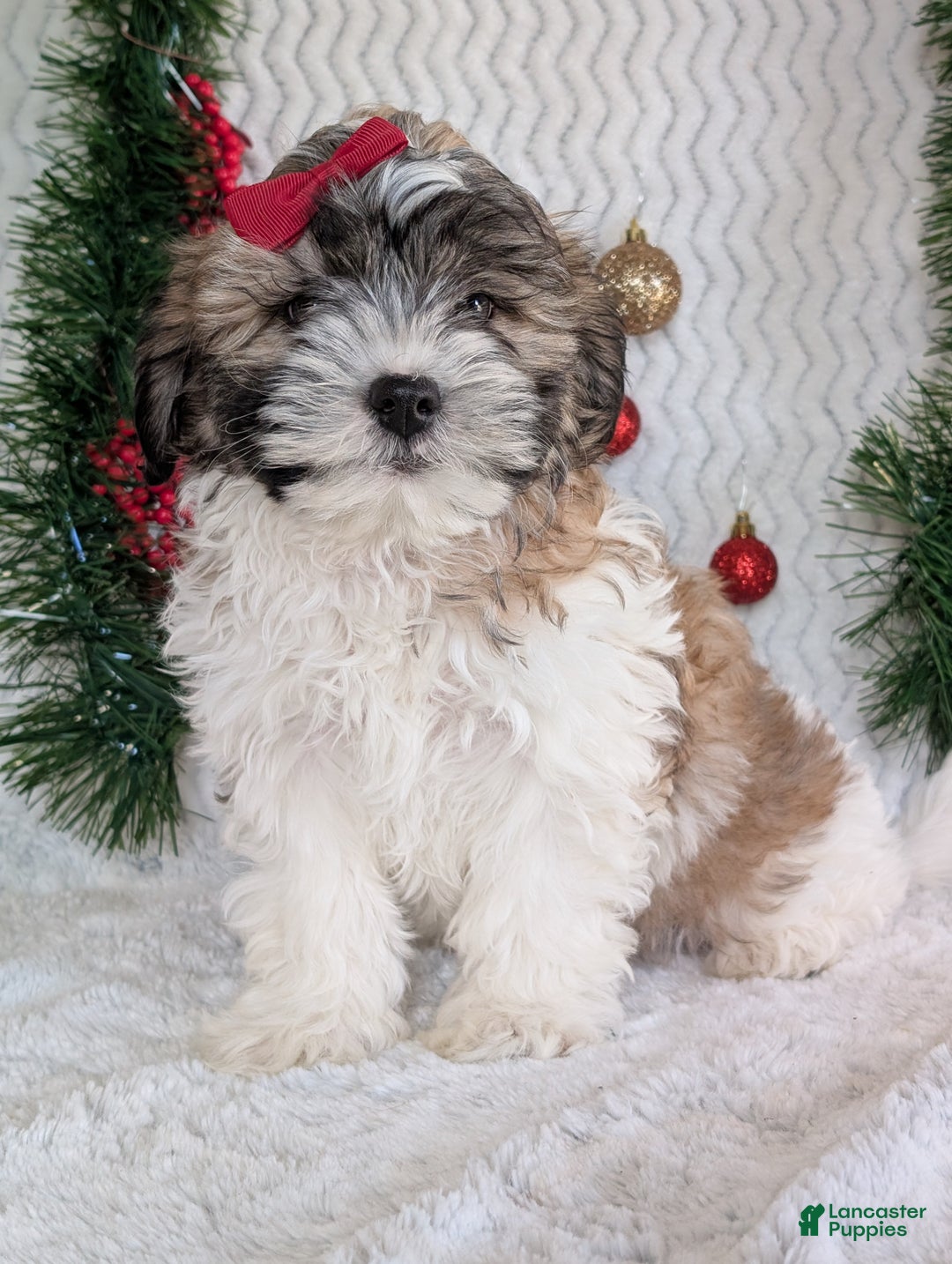 Teddy Bear dogs for sale: Kody - Ad 6