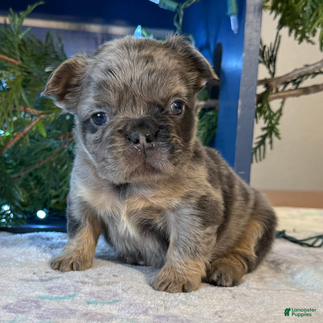 French Bulldog dogs for sale: Darla - Ad 1