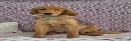 Golden Retriever dogs for sale: Bethany - Ad 1
