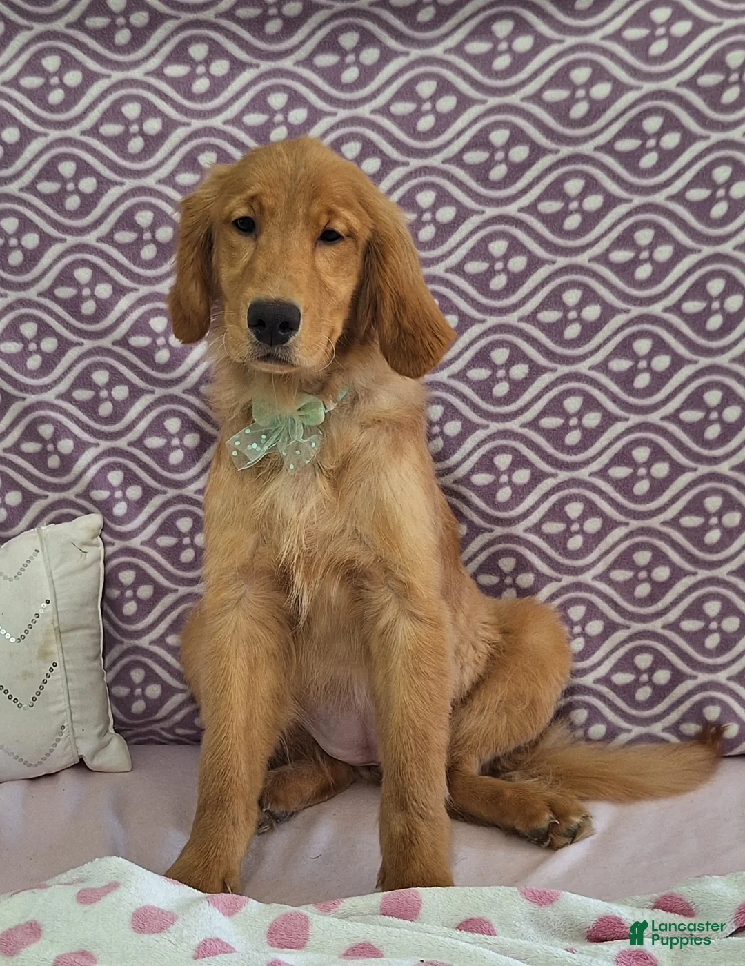 Golden Retriever dogs for sale: Bethany - Ad 1