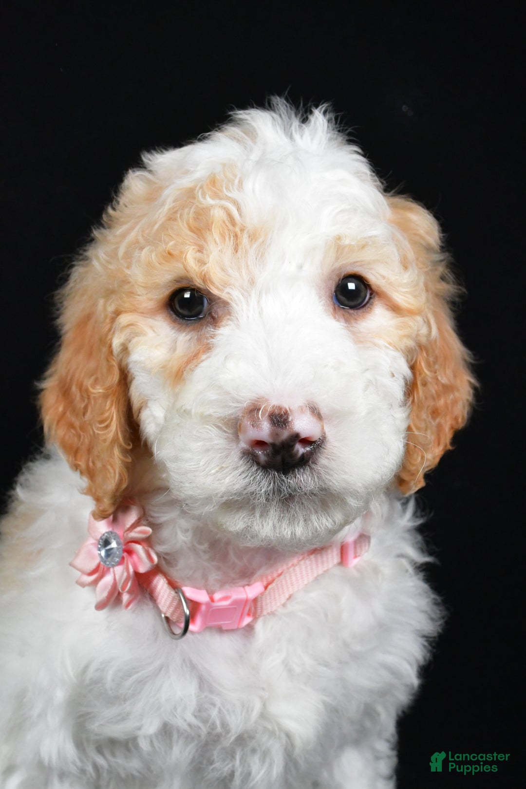 Sheepadoodle dogs for sale: Maddie - Ad 7