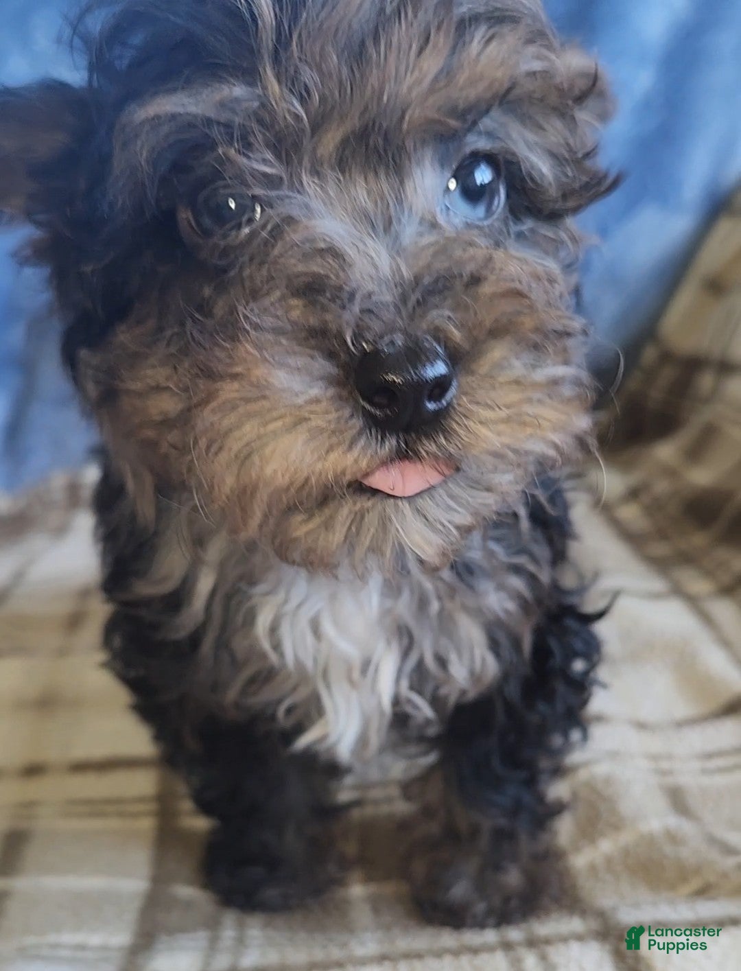 Yorkiepoo dogs Paul - Ad 29