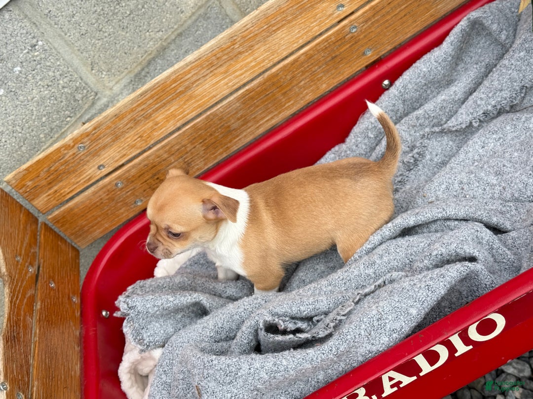 Chihuahua dogs for sale: Crystal - Ad 10