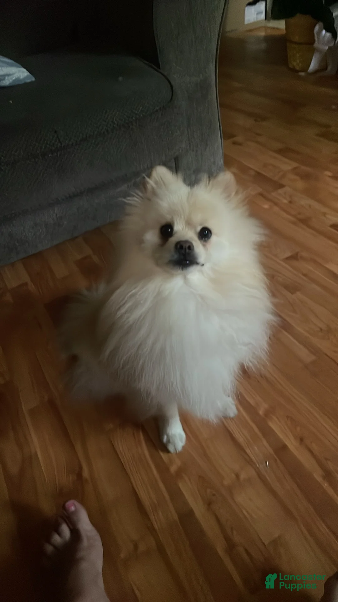 Pomeranian dogs for sale: Pomeranian Puppy 1 - Ad 5