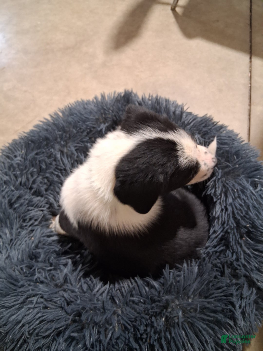 Mixed Breed dogs for sale: Elsa - Ad 2