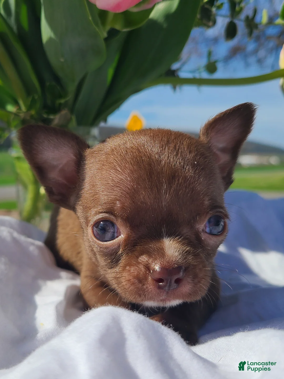 Chihuahua dogs for sale: Hershey - Ad 1