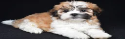 Teddy Bear dogs for sale: Cookie - Ad 8
