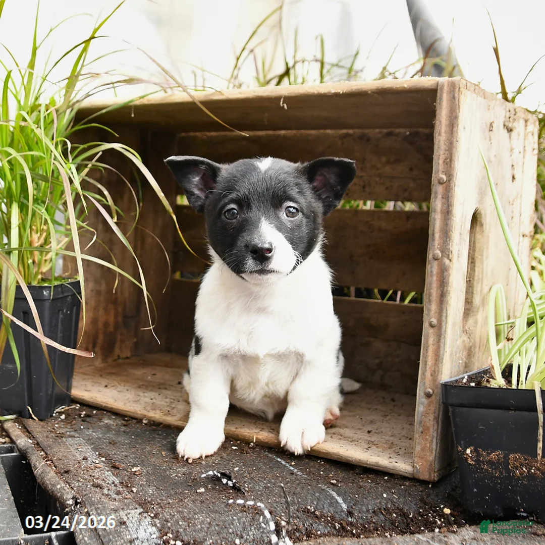 Mixed Breed dogs for sale: Oakley - Ad 2