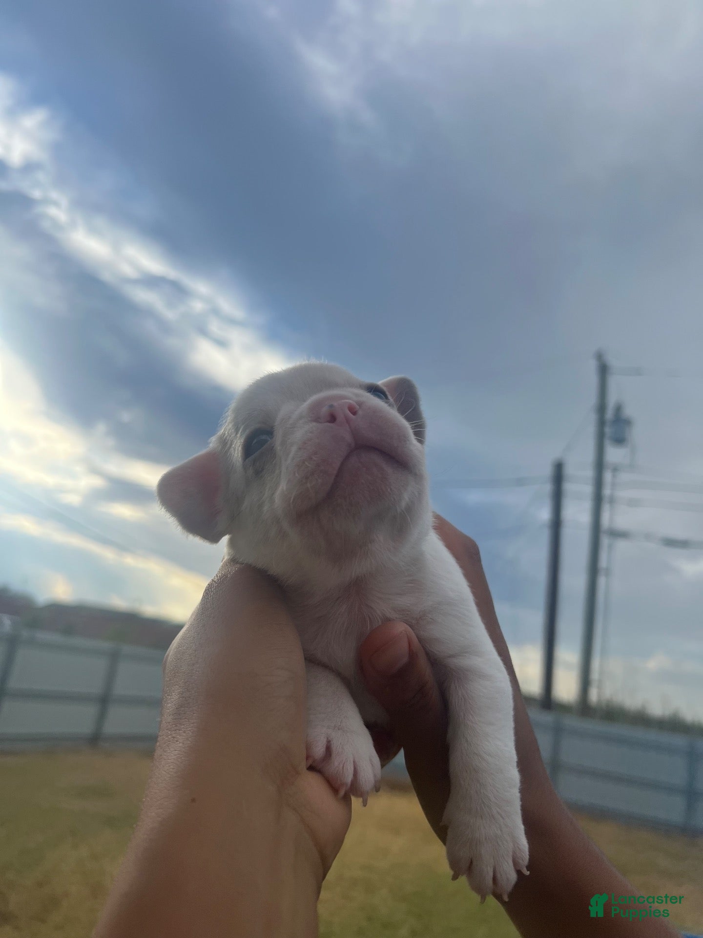 French Bulldog dogs for sale: Zeus - Ad 2